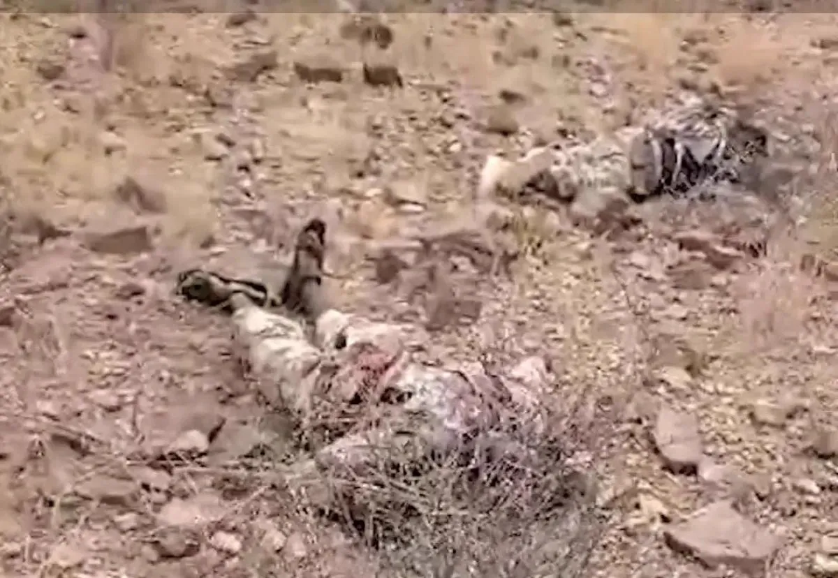 جثامين عناصر مليشيا الحوثي متروكة منذ أيام.. نداء للتدخل وانتشالها